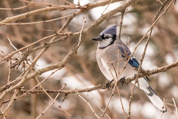 bird on a branch