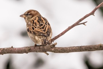 sparrow on branch