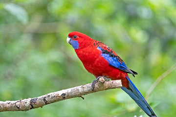 Rosella on a branch