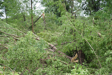 Tornado Storm Damage of Fallen Trees and Debris