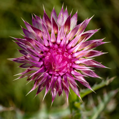 Blooming Thistle