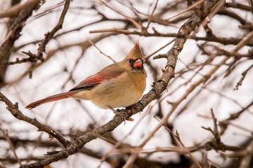 bird on branch