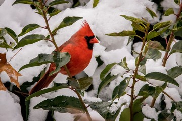 red bird on a branch