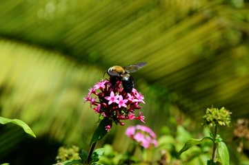 The bee on the flower