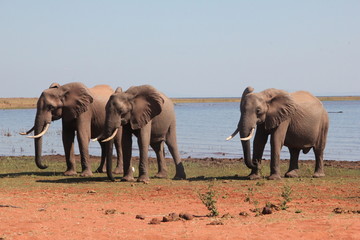 South african elefants.
