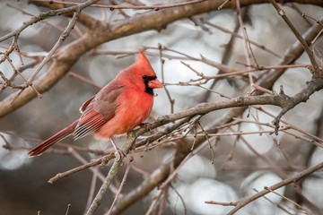 cardinal on a branch