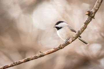 great tit on branch