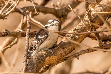 sparrow on a branch