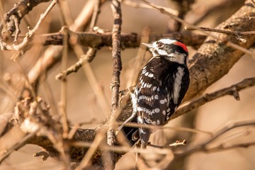 woodpecker on tree