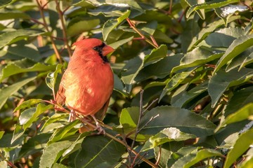 red bird on a branch