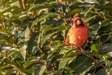 pomegranate on a branch