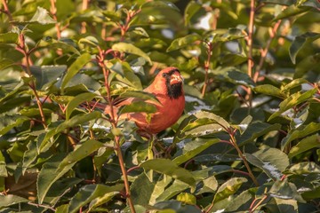red bird on a branch