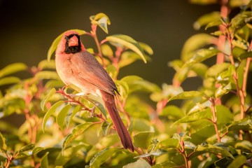 bird on branch