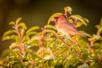 bird on branch
