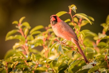 bird on branch