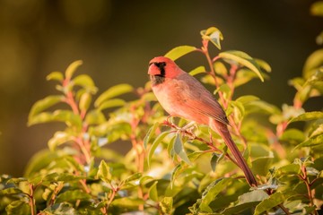 bird on branch