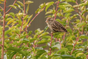bird on a branch
