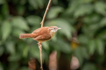 Carolina wren