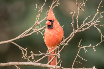 cardinal on a branch