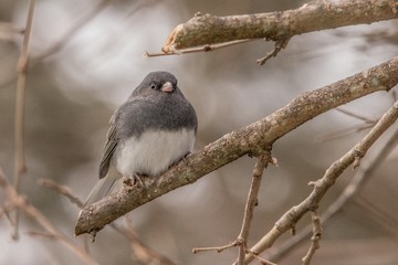 sparrow on a branch