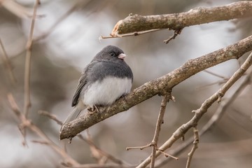 sparrow on a branch