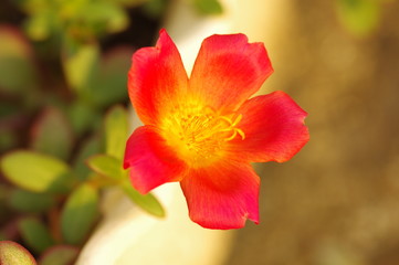 Fototapeta premium ポーチュラカの花