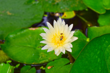 Lotus flower planted in the pond That has begun to bloom With beautiful colors And natural