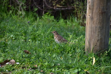 New Zealand Native Birds in Able Tasman National Park
