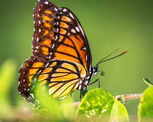 Viceroy along the nature trail!