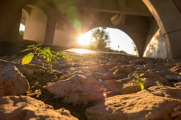 Sunrise Under Bridge 03
