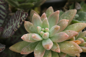 Succulent