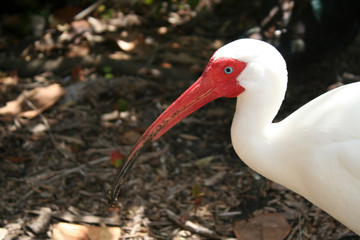 White Ibis