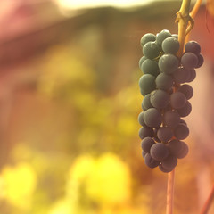 Tender autumn background with a branch of blue grapes