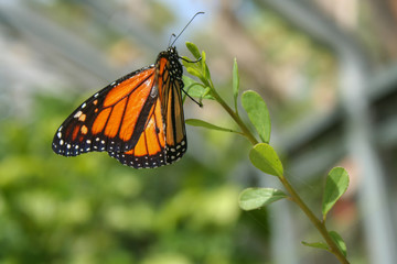 Monarch Butterfly