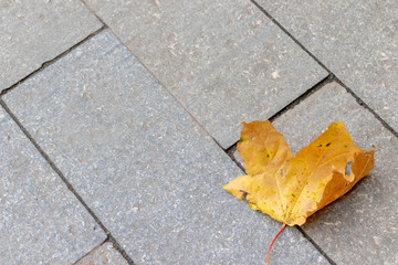 Lonely autumn dry yellow leaf lyind on a paved road with copy space