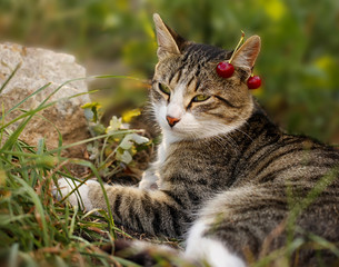 Naklejka na ściany i meble A grey striped cat, with green eyes and cherries on his ear