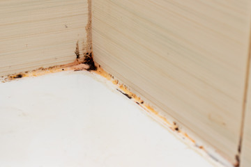 Mold fungus and rust growing in tile joints in damp poorly ventilated bathroom with high humidity,...