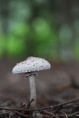 mushroom in forest