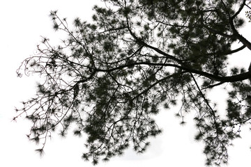 dark tone of green leaf isolated on white background