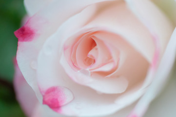 Pink rose with terry petals in the park. Close up