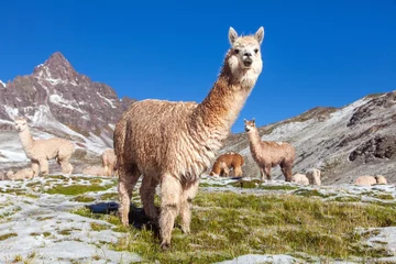 Photo sur Plexiglas Lama lama ou lama, montagnes des Andes,