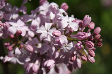 Lilacs