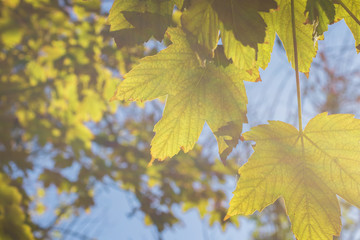 Yellow maple leaves on the background of sunlight in the autumn forest. Golden leaves.