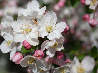 Japanese Flowering Crabapple