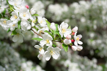 Japanese Flowering Crabapple
