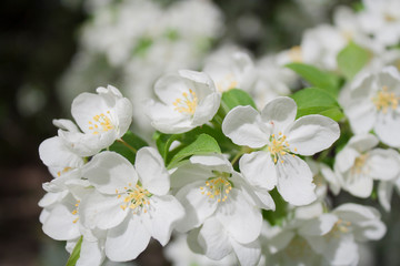 Japanese Flowering Crabapple