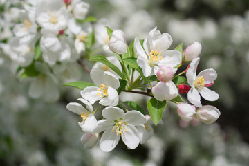 Japanese Flowering Crabapple