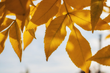 Delicate yellow foliage against a sky on a Sunny day in the autumn forest.