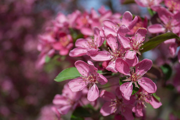 Fototapeta premium Japanese Flowering Crabapple