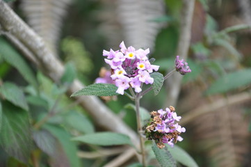 Pico da Bandeira - Minas Gerais - Brasil